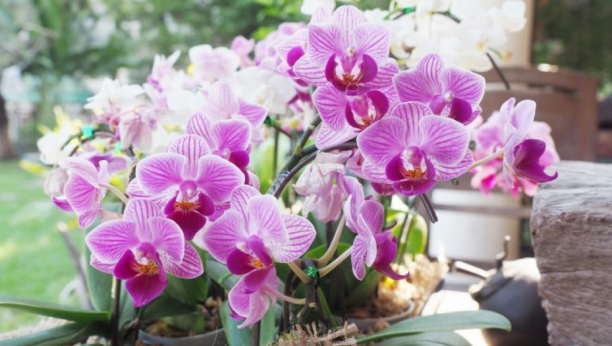 Ako vam orhideja vene, stavite samo 1 sastojak u saksiju: Cvetaće cele godine, a truli koren će se začas oporaviti