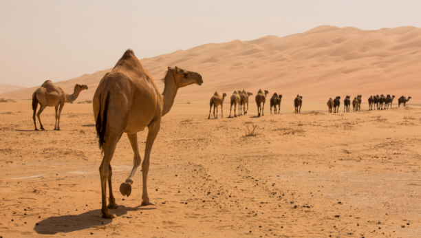 Svi znaju da kamile mogu da izdrže duge bez vode: Ali kako one zaista preživljavaju vruće dane?