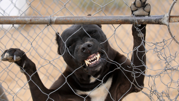 STRAVIČNE RANE I PODLIVI On se protivio zabrani opasne rase, a sada ga je jedan takav pas pokidao (UZMENIRUJUĆI FOTO)