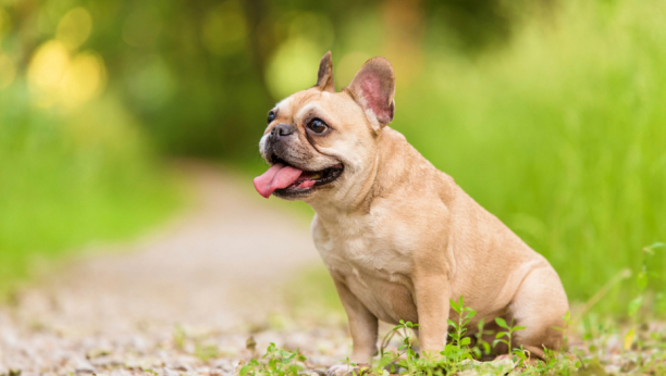 POPUT TERAPEUTA: Rase pasa koje pomažu da se smirite u stresnim situacijama