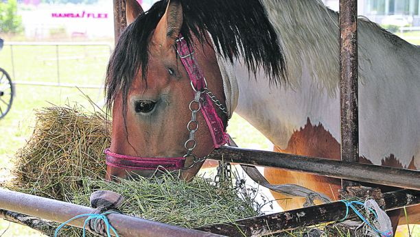PRAVA TRAUMA Ruskinju u Sutomoru ujeo divlji konj