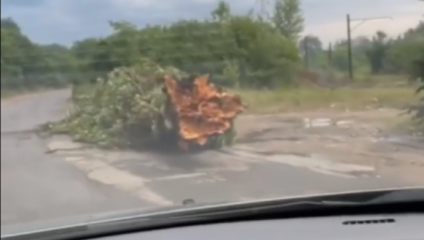 JAKO NEVREME U SRBIJI NAPRAVILO PUSTOŠ Drveće iščupano iz korena, udar groma i požar! (VIDEO)