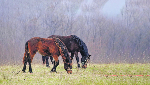 NE JURE I NIKUDA NE ŽURE Ovi konji uživaju u zelenoj travi zavičaja svog