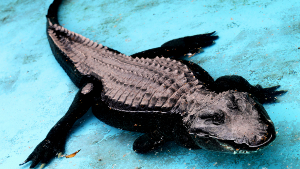 ROĐENDAN Alo! u poseti beogradskom zoološkom vrtu: Muja najstariji aligator na planeti