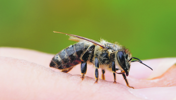AKO VAS UJEDE PČELA ILI OSA ODMAH URADITE OVO Može vam spasiti život u par sekundi