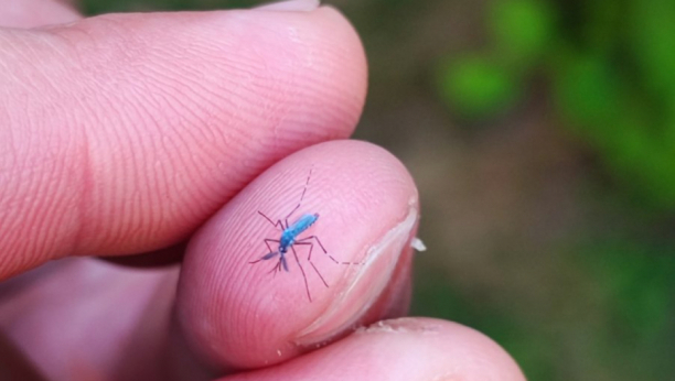 OVAJ TRIK ITALIJANI KORISTE VEKOVIMA: Jedan je od najefikasnijih sredstava protiv komaraca