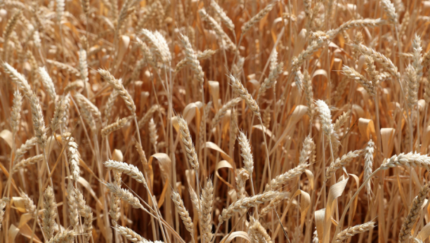 PREVIŠE JEFTINO Slovačka obustavila uvoz ukrajinskog žita