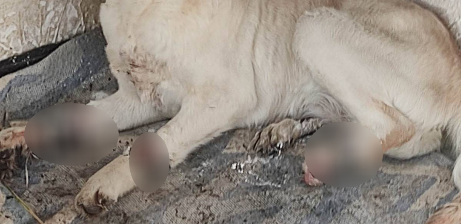 UŽAS U KINKINDI, JAVNOST ŠOKIRANA Labrador monstruozno mučen, pronađen s teškim povredama nogu - čeka ga amputacija, a možda i eutanazija! (UZNEMIRUJUĆE)