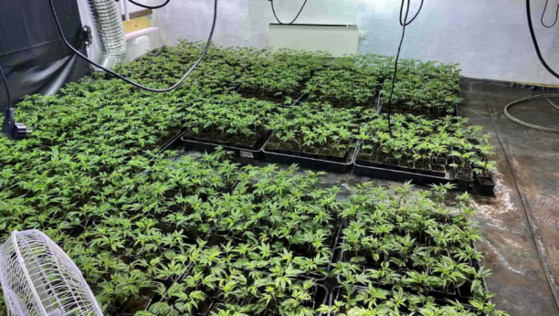 POLICIJA IH UHVATILA NA DELU Subotičani u kući napravili laboratoriju za uzgoj marihuane!