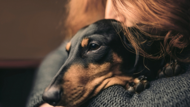 Sigurno ste se zapitali: Da li i psi imaju emocije?