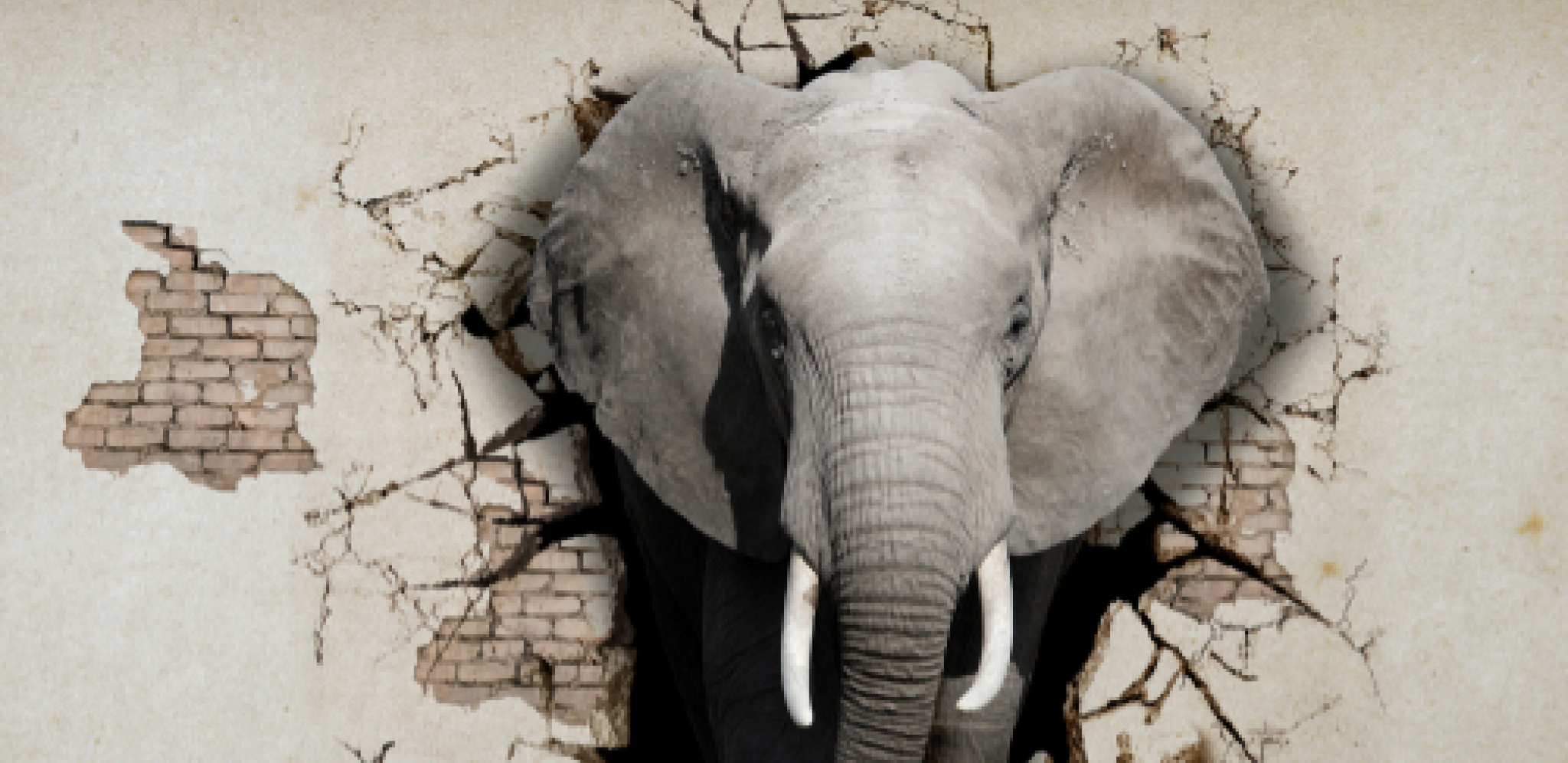 Slon u Indiji bio skoro tri sata na zubarskoj stolici, saznajte i zašto