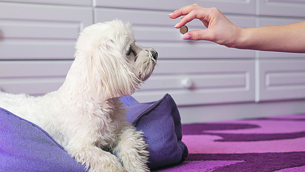 MOŽE DA BUDE I POSLEDICA ZDRAVSTVENIH PROBLEMA: Šta izaziva neprijatan zadah kod pasa i kako se eliminiše?