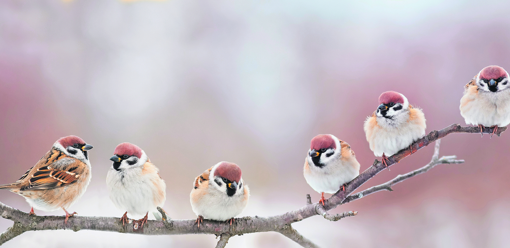 TEST Prelepih boja i raskošnih krila, ptice ulepšavaju našu planetu