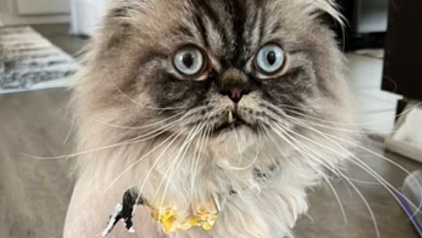 ŠTA IM JE URADIO? Odveli persijske mačke kod frizera pa imali šta da vide (VIDEO)