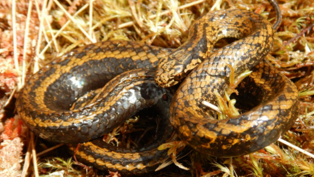 Otkrivena nova vrsta zmije u Peruu