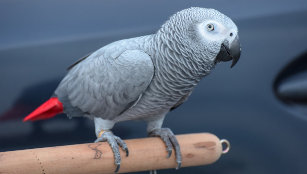 Sivi papagaj