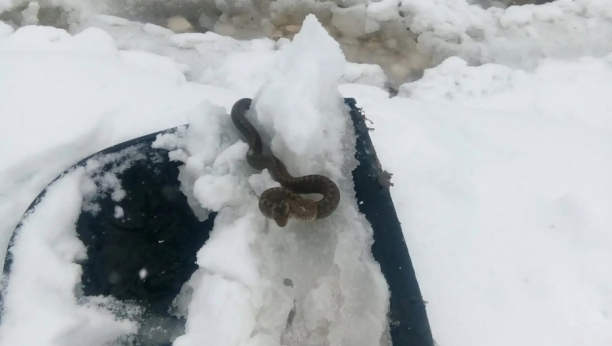 golija zmija u snegu