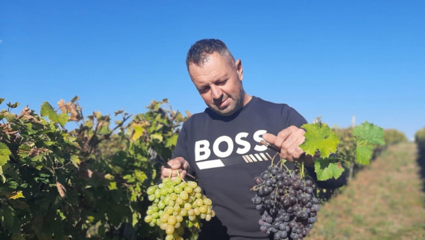 vinogradarstvo topola