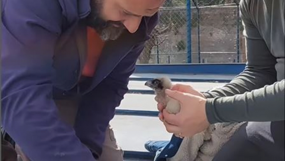 Mladunče orla u beogradskom Zoo-vrtu
