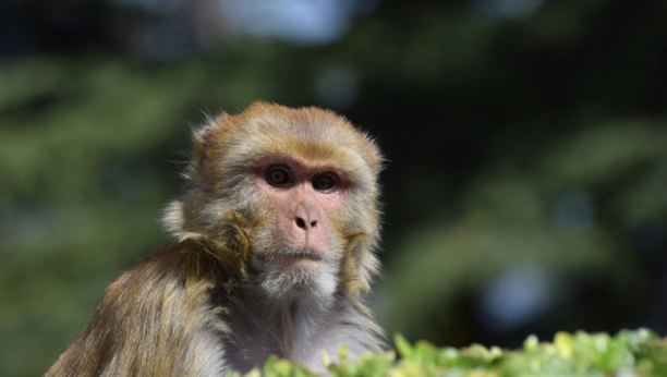 makaki majmun