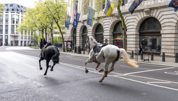 Konji beže po Londonu