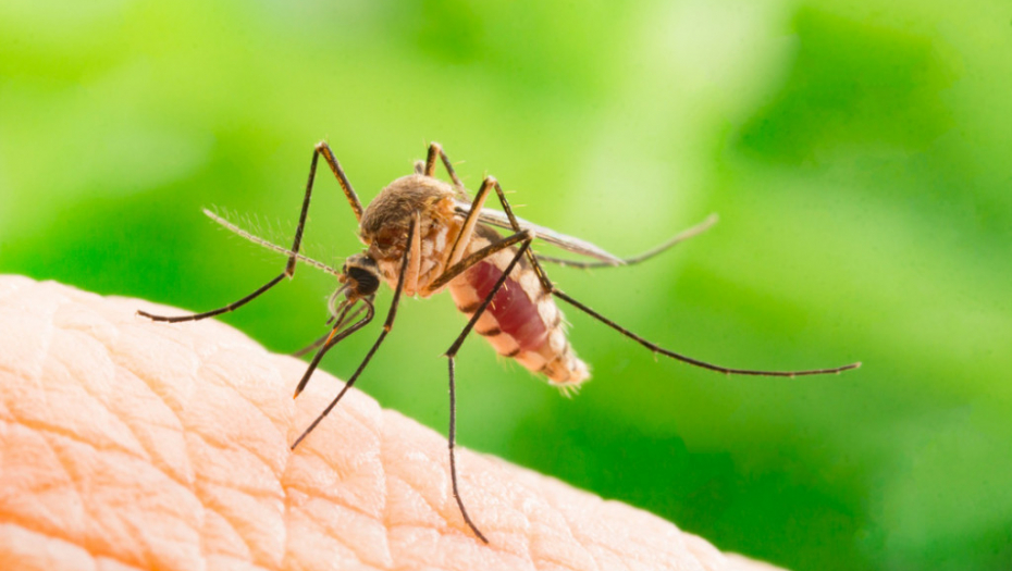 komarci, ujedi, alergija