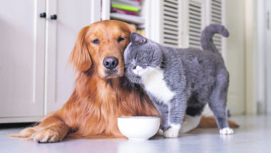Pas i mačka, kućni ljubimci