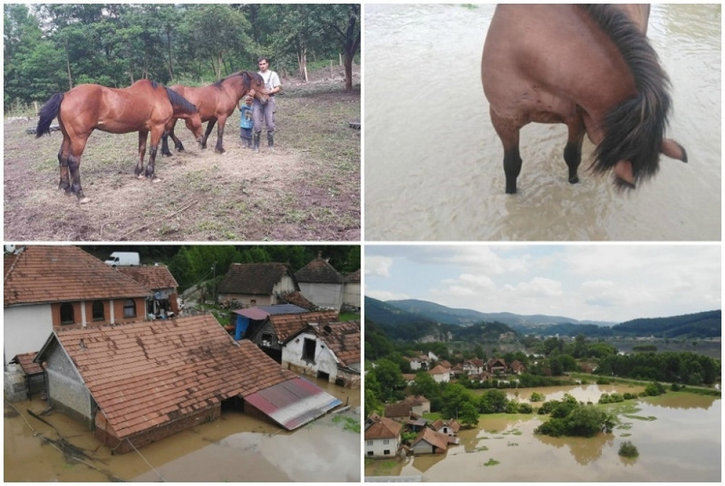 Konji, porodica Milosavljević, poplava, potop