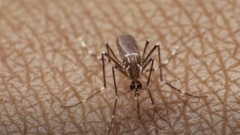 komarac komarci