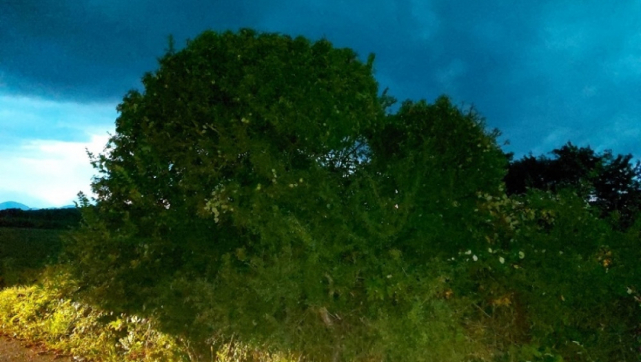 Drvo zla u Šumadiji