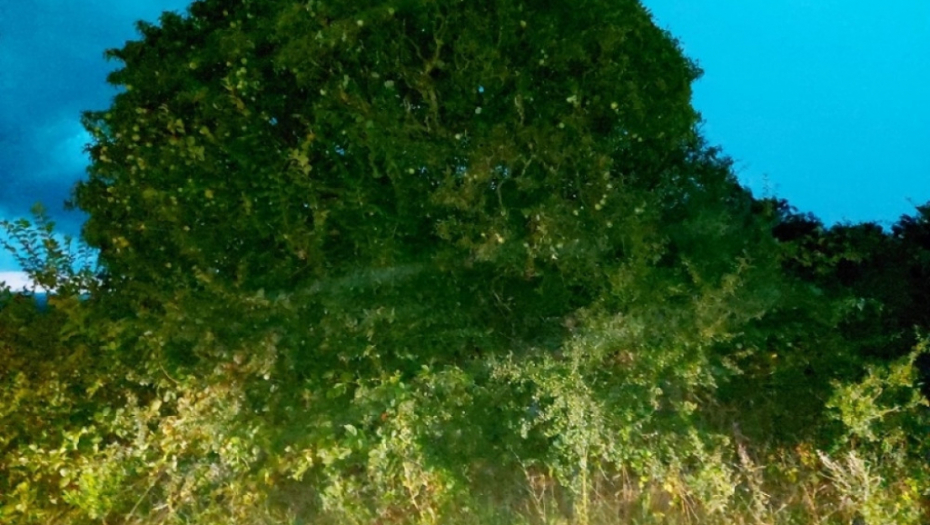 Drvo zla u Šumadiji