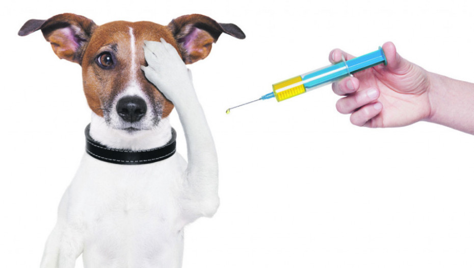 Pas i vakcina