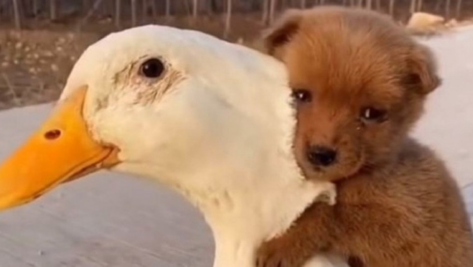 patka i štene