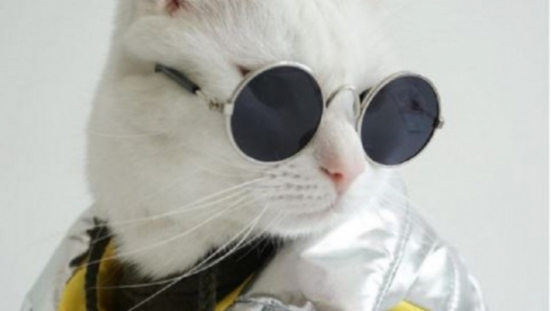 Upoznajte Zappu, najbolje stilizovanu i najfotogeničniju mačku na Instagramu