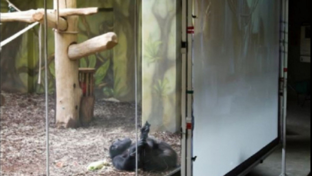 U češkom ZOO vrtu šimpanze se brinu jedni o drugima kroz video poziv