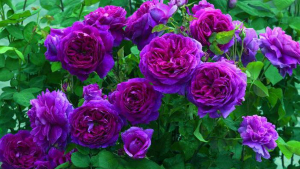 POSADITE RUŽE U SAKSIJI OVOG PROLEĆA Isprobajte trik sa krompirom za grm koji će godinama davati bogate cvetne bokore