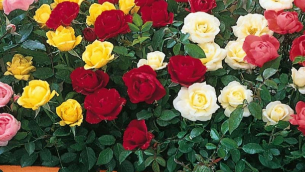 Da vaše ruže budu bujne i zdrave: Ubedljivo najbolji preparat za insekte, imate ga u frižideru