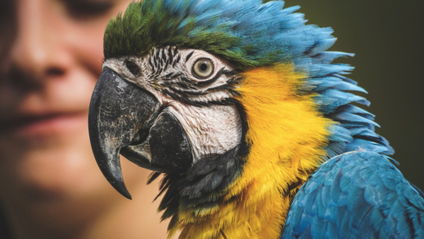 Ako volite ptice i imate papagaja, čuvajte se ove bolesti: Pogađa centralni nervni sistem i pluća
