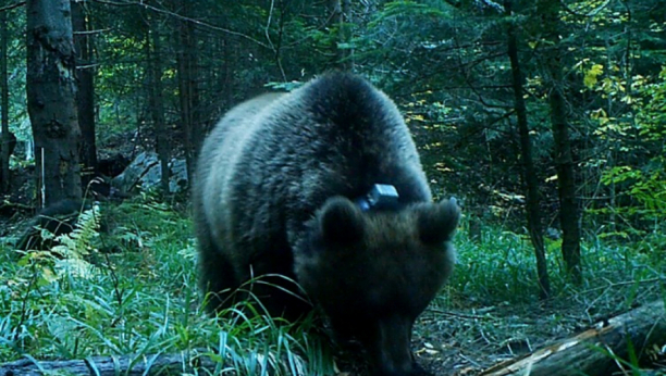 Ovakav šumski gorostas još nije viđen u Srbiji: Na Tari obeležen najkrupniji medved do sada