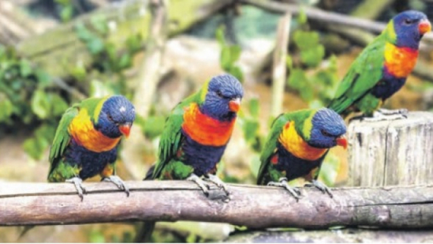 Nacvrcani kao papagaji u Australiji