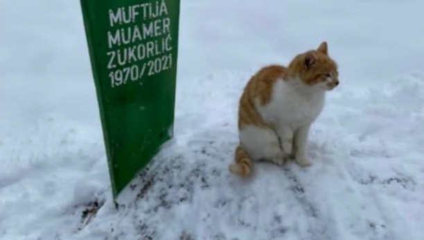 PRETUŽNO Mačak pokojnog muftije Zukorlića i dalje ne napušta njegov grob, već dva meseca je tamo po kiši i snegu