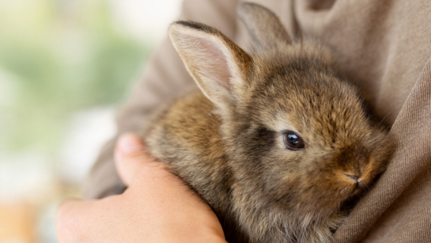 Morate da razmislite o nekim stvarima: Ako želite da nabavite zeca za kućnog ljubimca, ovo treba da znate