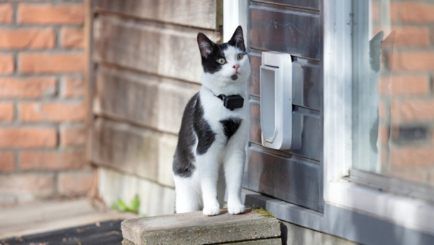 Mačka vas uvek čeka pred vratima? Kakvo to značenje ima?