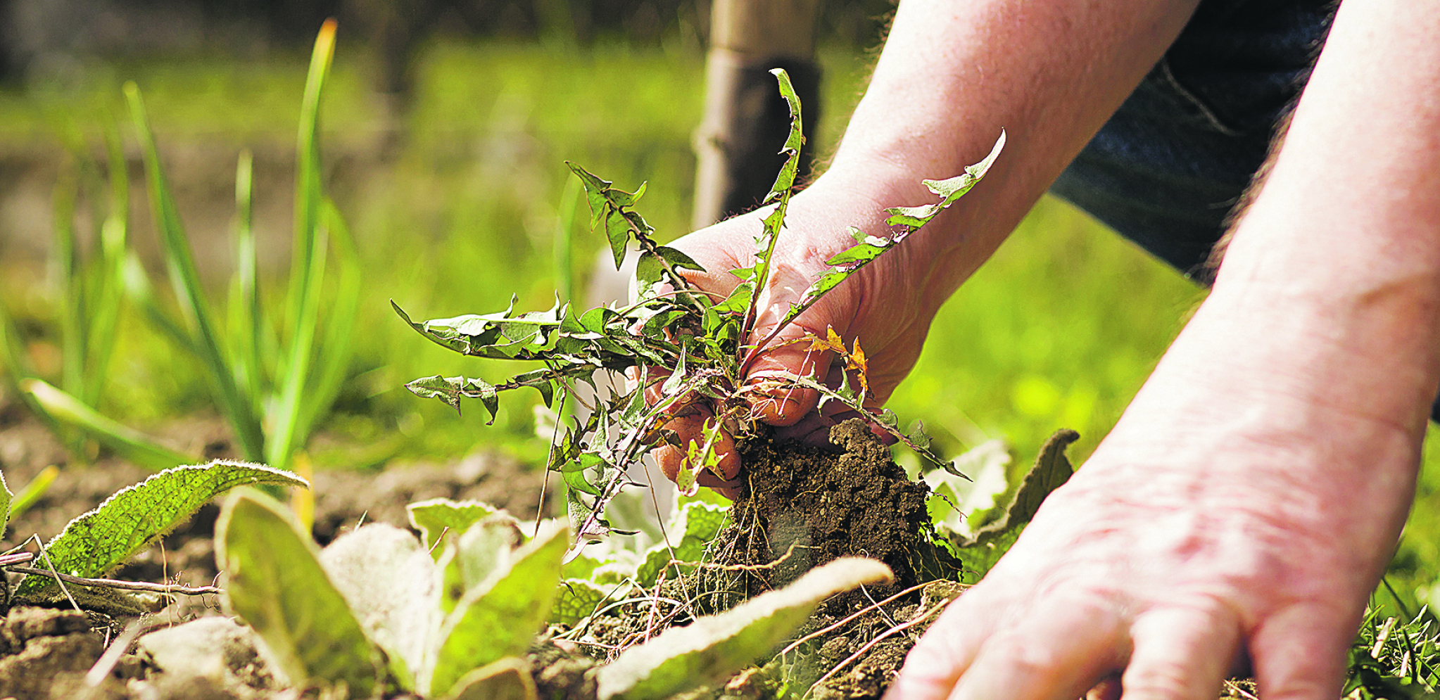 Trik koji će vam biti od koristi: Napravite sredstvo koje će uništiti korov u vašoj bašti