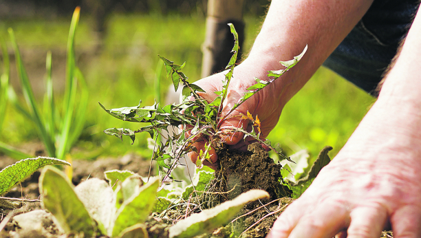 Trik koji će vam biti od koristi: Napravite sredstvo koje će uništiti korov u vašoj bašti