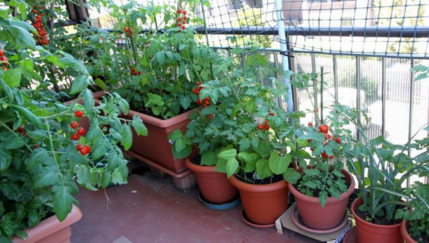 NE TREBA VAM IMANJE I KUĆA Evo kako da napravite svoju malu i zdravu baštu na balkonu