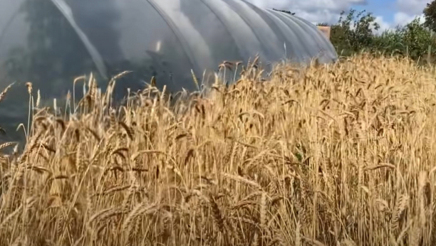 UKRAJINA SAOPŠTILA Rusija praktično prestala da sprovodi Sporazum o žitu