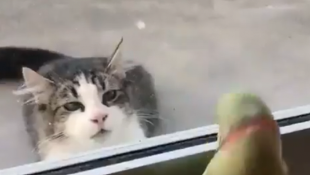 OVAKVU REAKCIJU NIKO NIJE OČEKIVAO Mačka je spazila papagaja iza prozora, a onda je usledio šok (VIDEO)