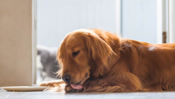 Postoji razlika: Kako da prepoznate kada je psu dosadno, a kada je umoran?