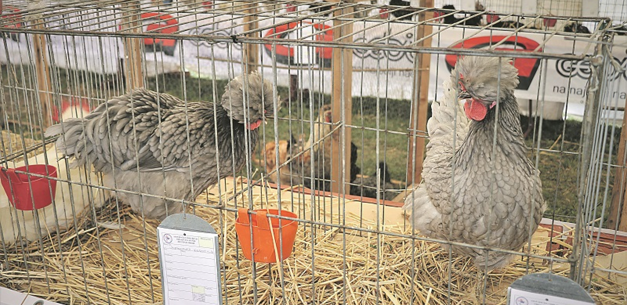 VEOMA INTERESANTNO Somborska kaporka pre svega osvaja uzgajivače ukrasne živine
